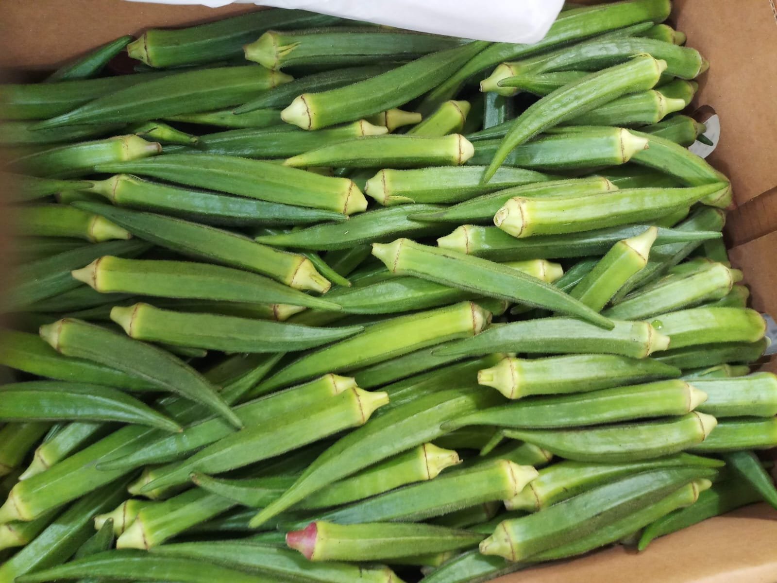 Bhindi