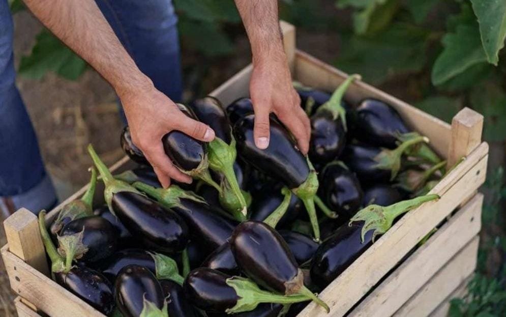 Eggplant
