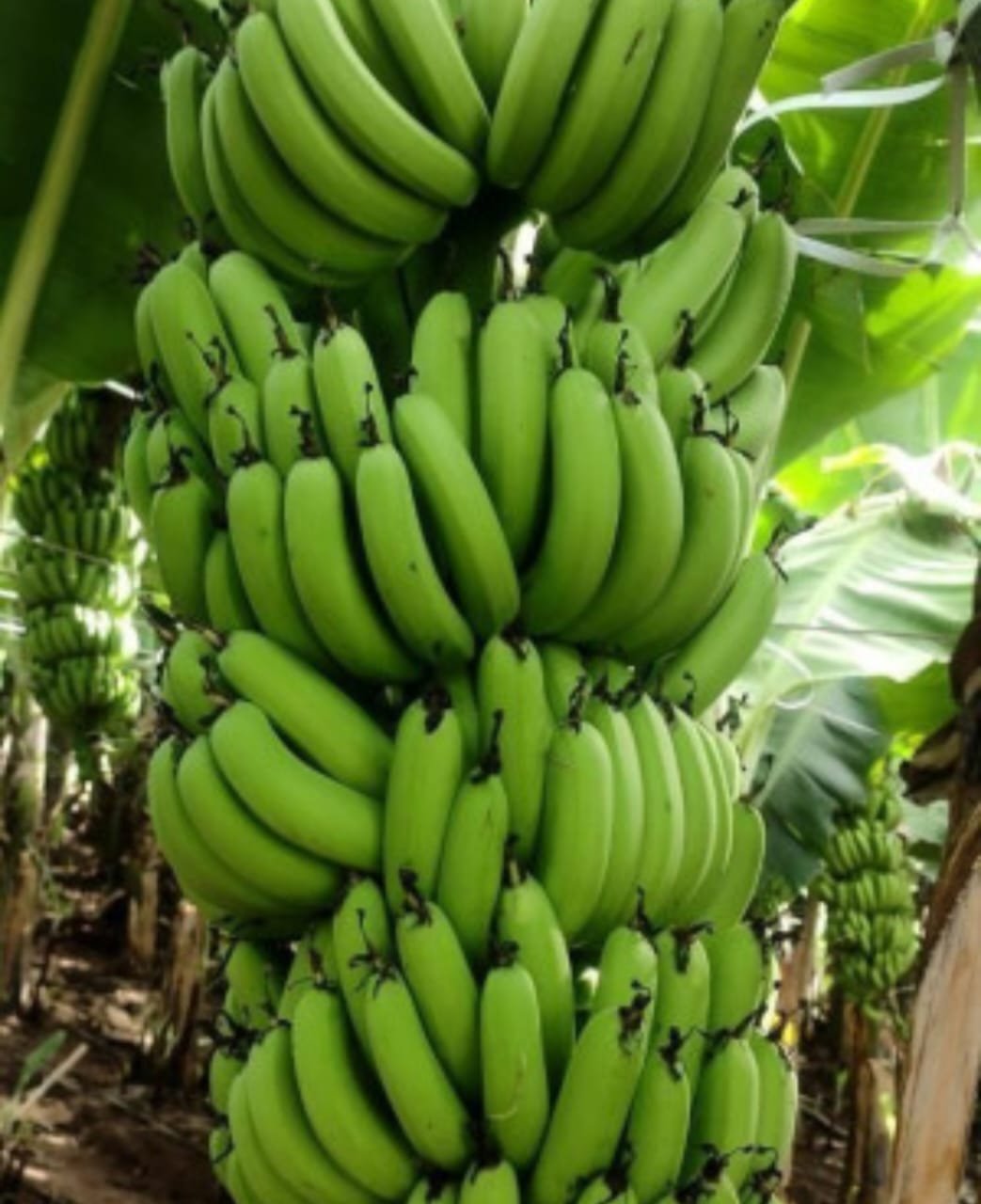 G9-Banana