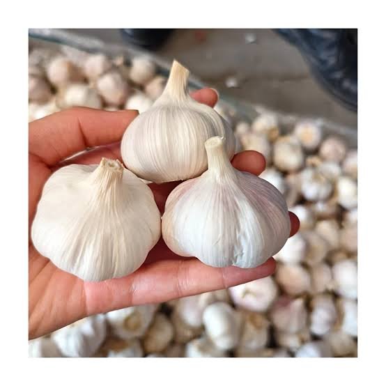Garlic