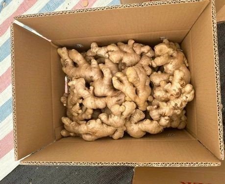 Ginger
