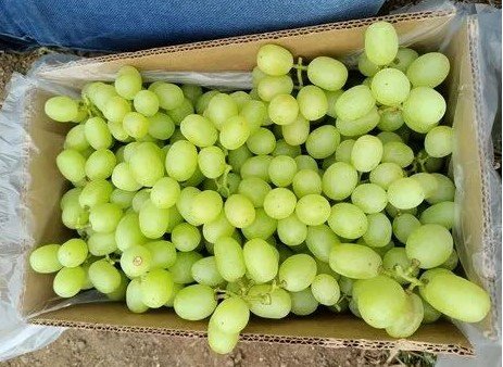 Grapes