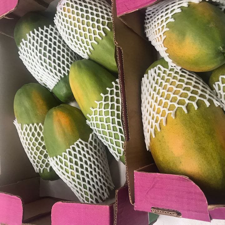 Papaya