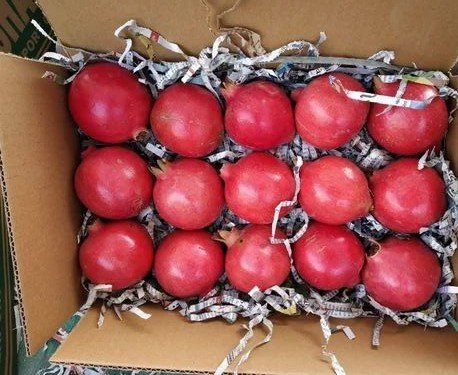 Pomegranate