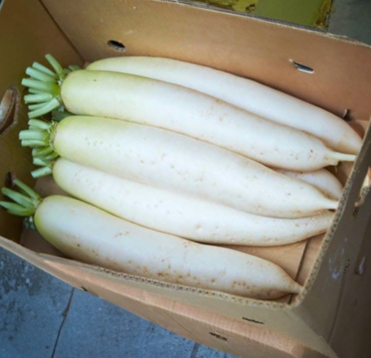 Radish
