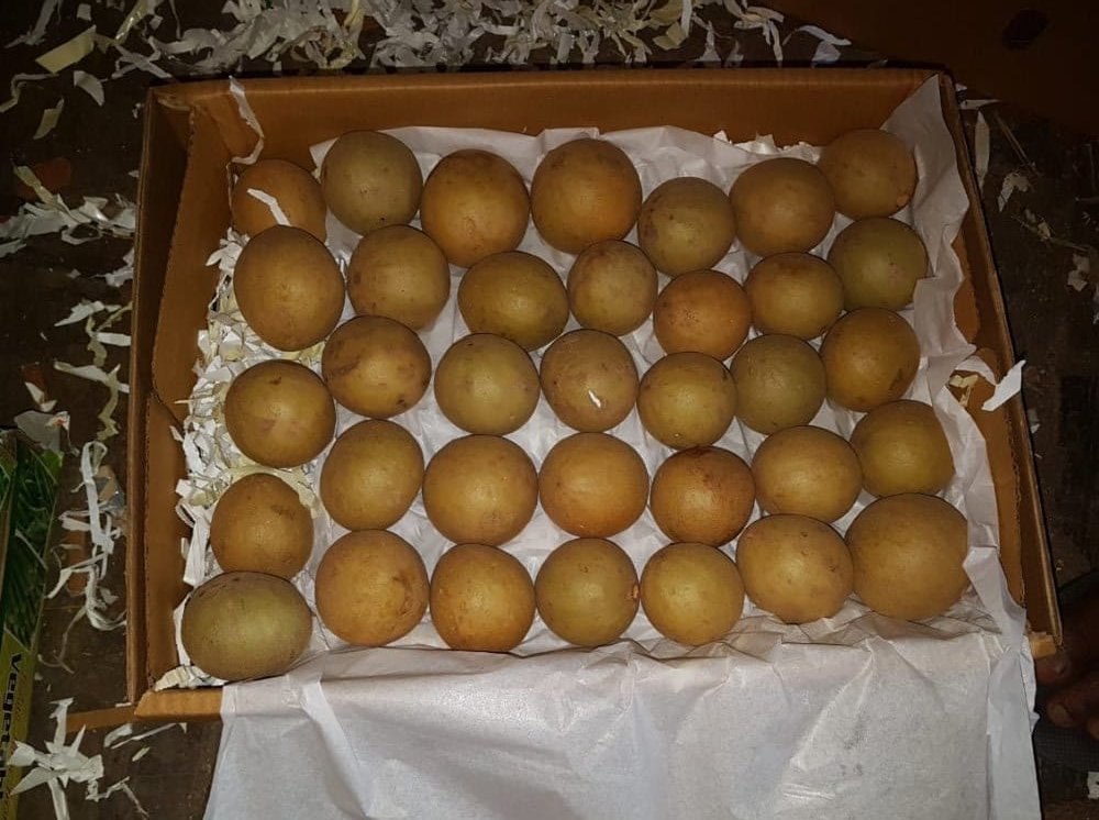 Sapota