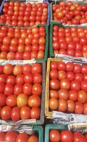Tomato
