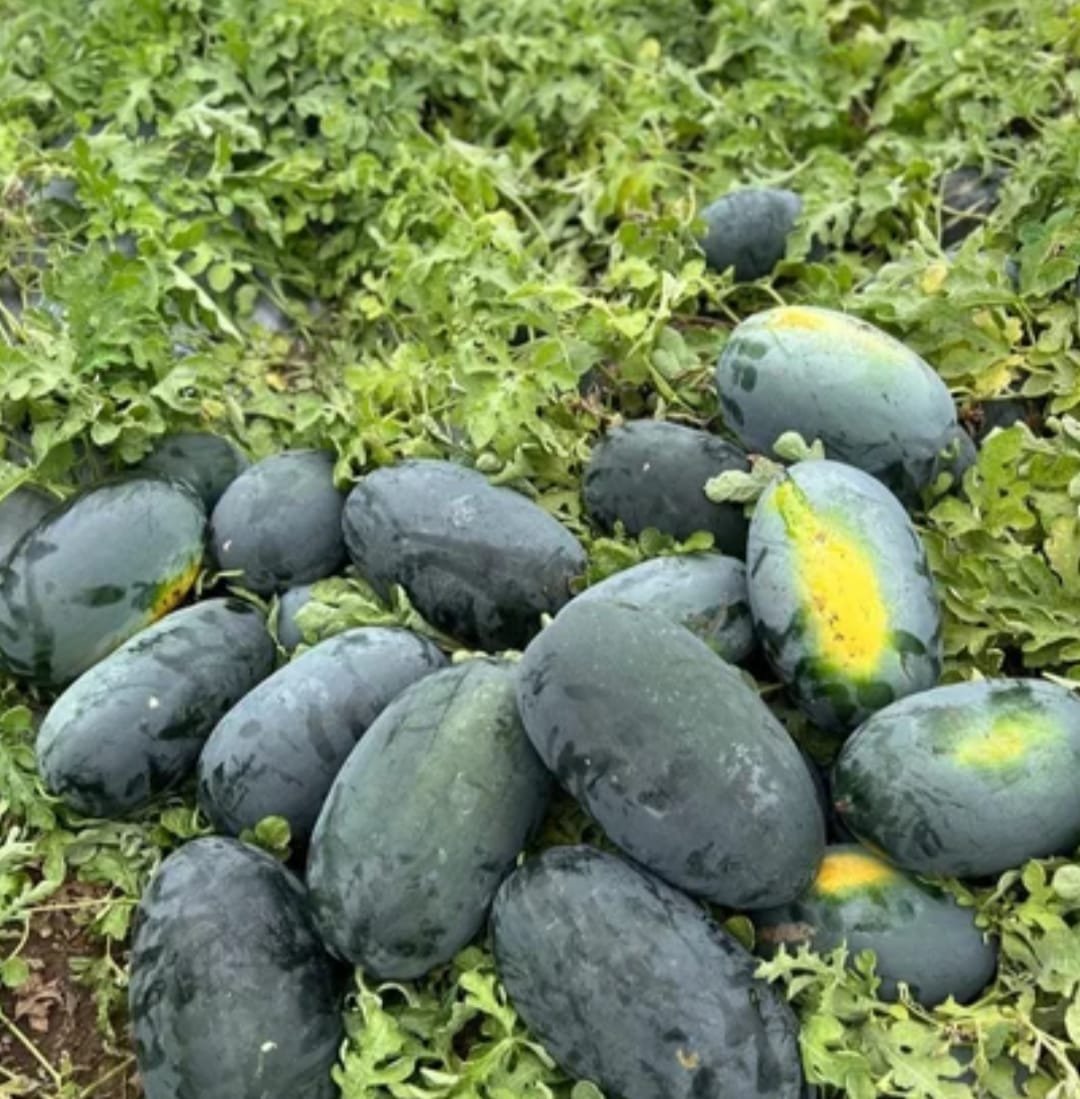 Watermelon